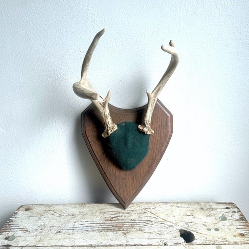 Point whitetail deer antler - point,