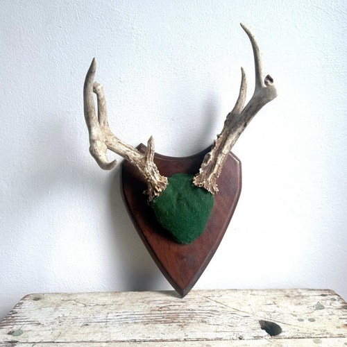 Point whitetail deer - deer, antler