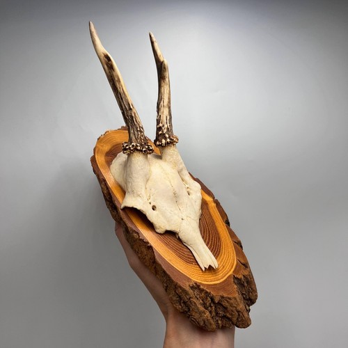 Vintage roe deer - roe, mount