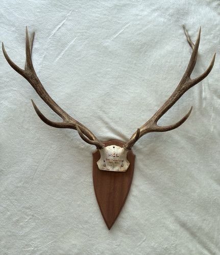 Red deer antlers - red,