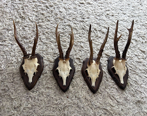 Lot deer skull antler - lot,