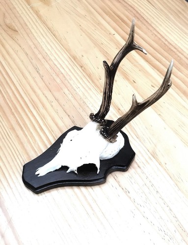 Mounted roe deer - roe, skull