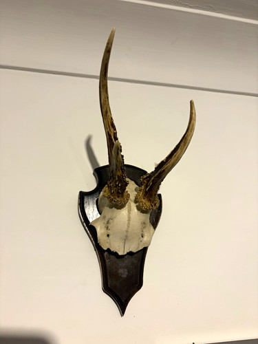 Taxidermy deer mammal - deer,