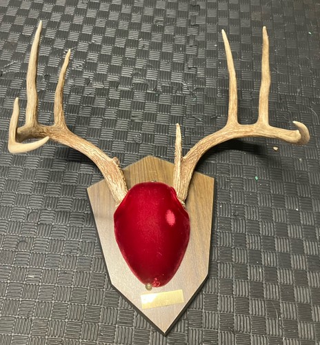 Deer antlers horns wall mount - antlers,