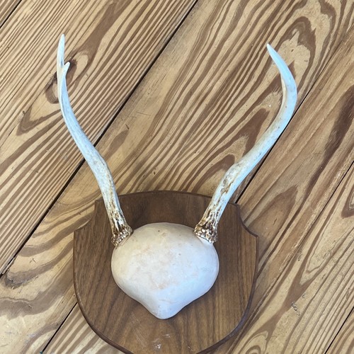 Deer antler rack wood wall - antler,