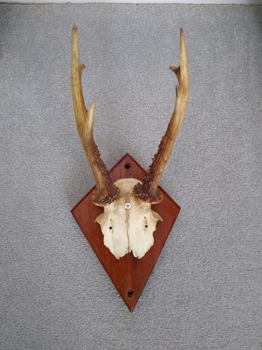 Mounted deer antlers skull - antlers,