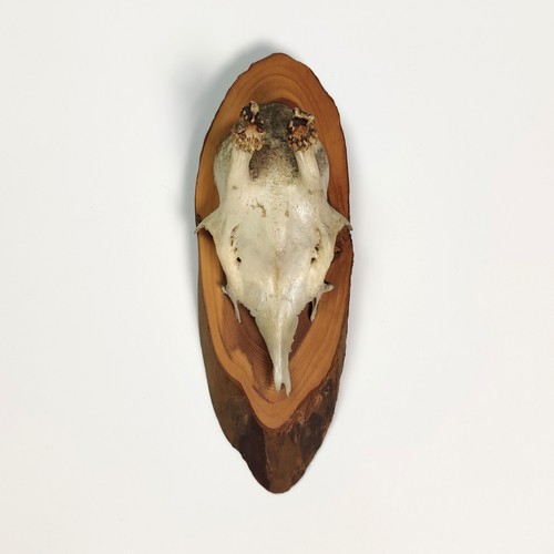 Vintage 1980s mounted roe deer - 1980s,