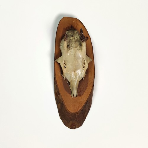 Vintage 1980s mounted roe deer - 1980s,