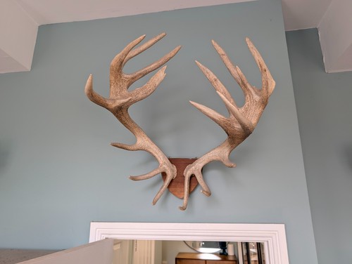 Large red deer - red, mounted
