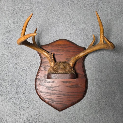 Deer antler mount - deer,