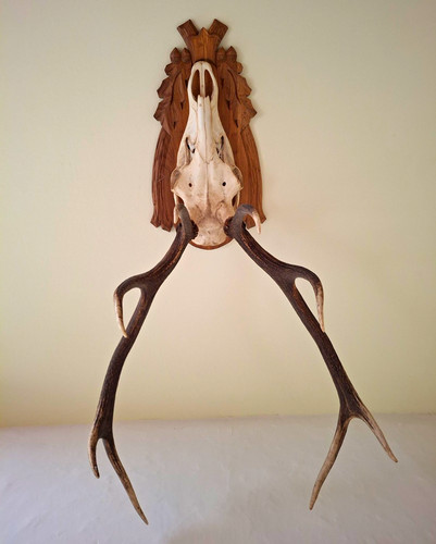 Large animal deer - large, with