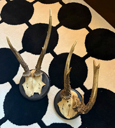 Pair deer antler - pair,