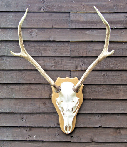 Red deer skull antlers - skull, wall