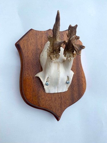 Vintage deer skull - skull, &
