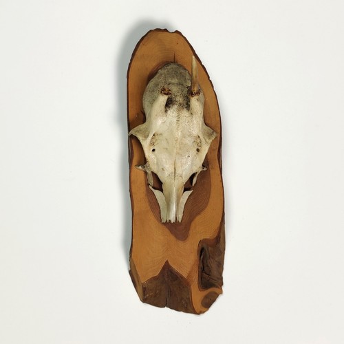 Vintage 1980s mounted roe deer - roe,