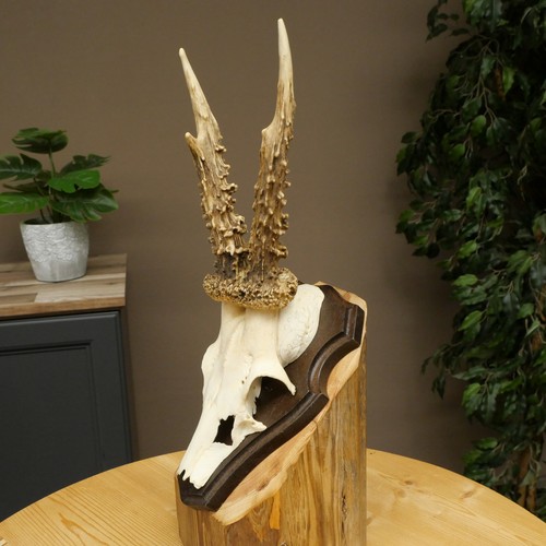 Rehbock deer antler - rehbock, rack