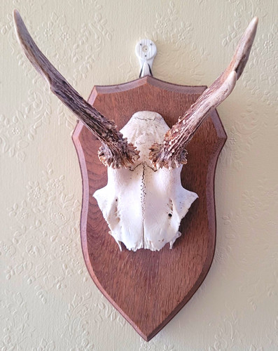 Mounted deer skull - mounted,