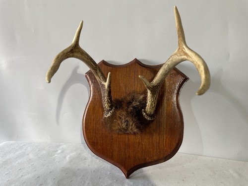 Vintage deer antlers mounted - vintage,