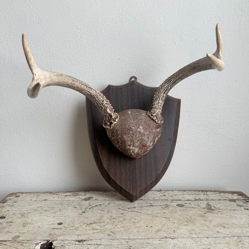 Vintage deer antler - antler, mount