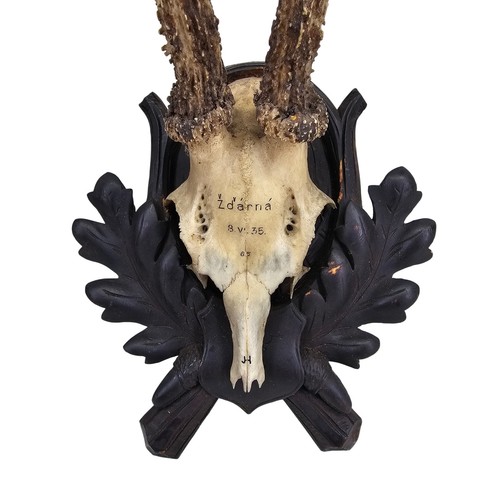 Vintage roe deer - deer, antlers
