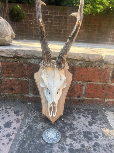 Mounted roe skull antlers - mounted, on