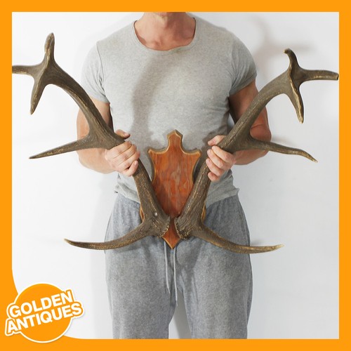 Large red deer - red,