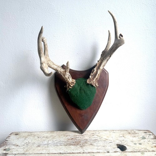 Point whitetail deer antler - 7,