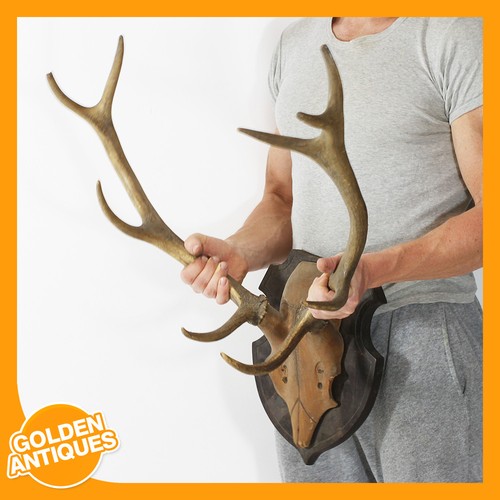 Large red deer - large, stag