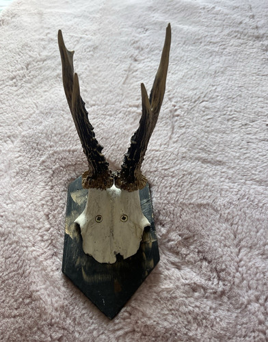 Deer antlers wooden plaque - deer, on
