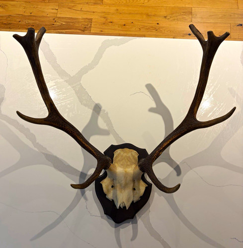 Red deer skull with - deer,