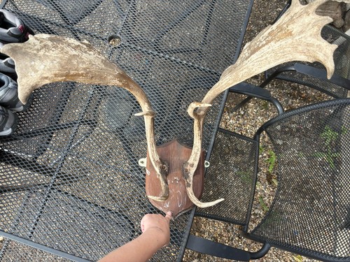 Mounted deer antlers antler - mounted,
