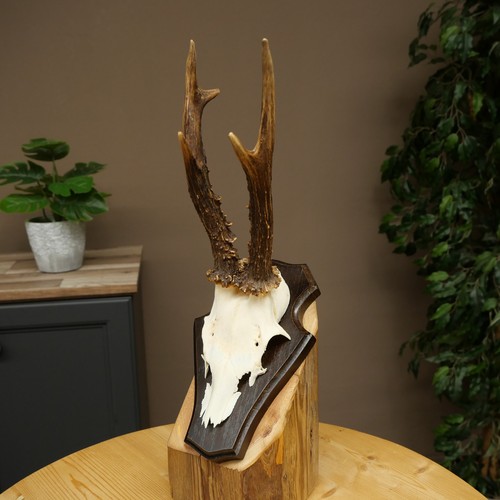 Rehbock roe deer antler - antler, rack