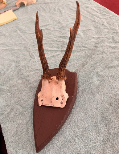 Roe deer antlers - deer, skull