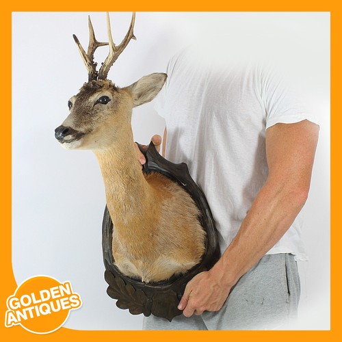 Real roe deer head antlers - roe-deer,