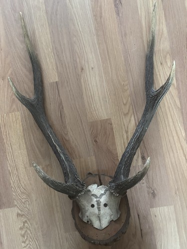 Vintage deer antler taxidermy - deer,