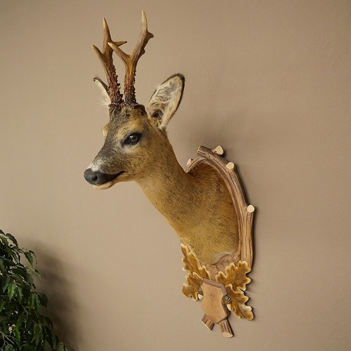 Rehbock head taxidermy mount - rehbock,