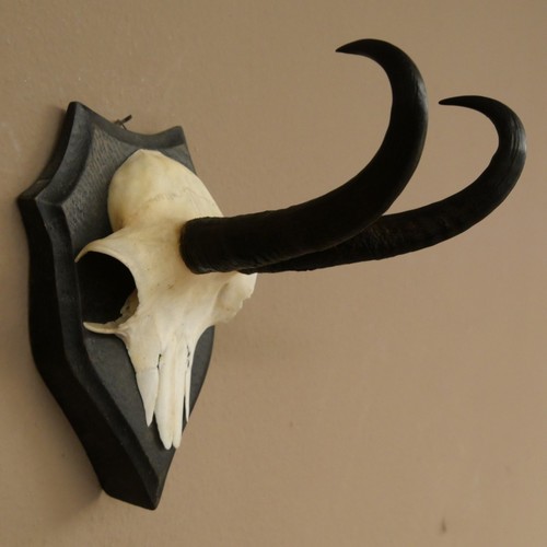 Used deer antler mount bock - mount,