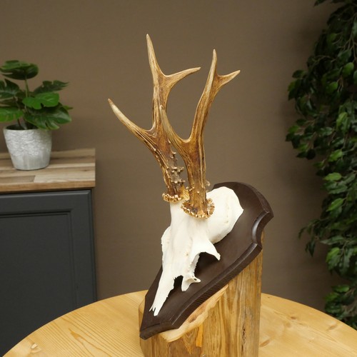 Rehbock roe deer - rehbock,