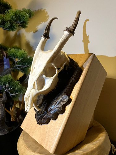 Muntjack skull mount taxidermy - muntjack,