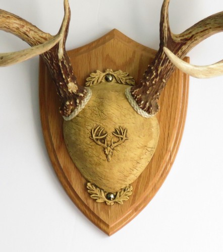 Taxidermists woodshop ttw - woodshop,