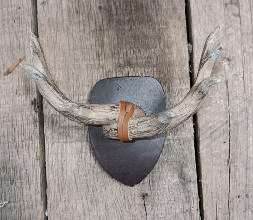 Mini deer antler plaque - antler, wall