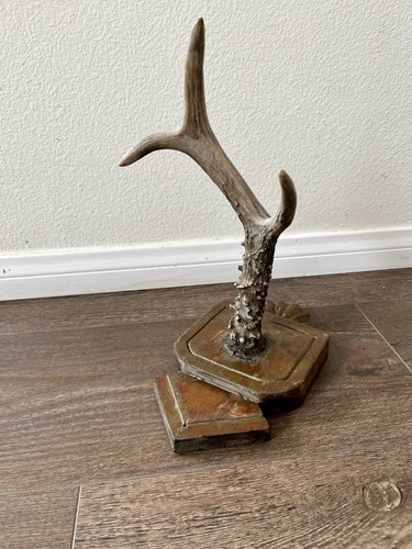 Decorative deer antler - decorative, mounted