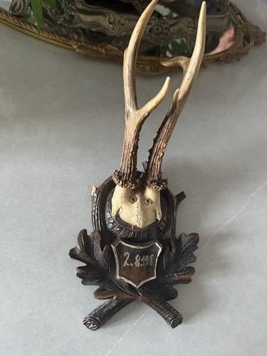 Vintage roe deer - roe, trophy