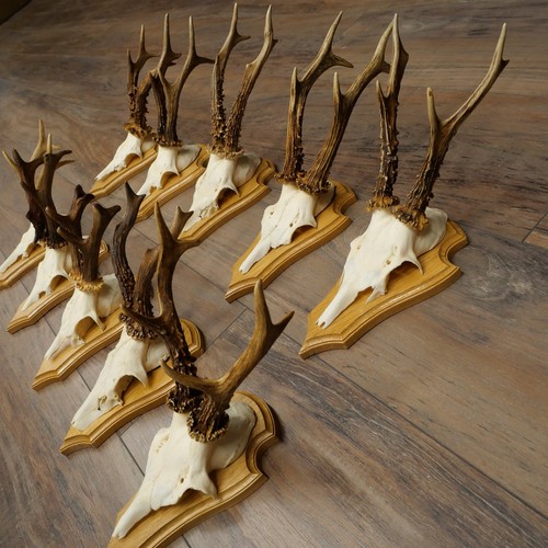 Reh antlers piece roe - antlers,