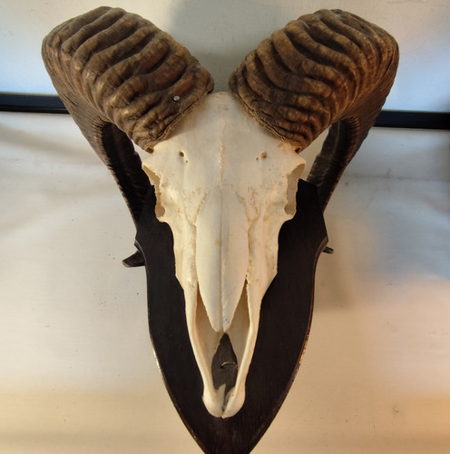 Mufflon antler trophy - mufflon, mount