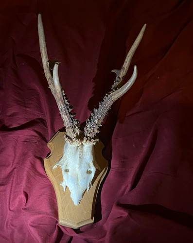 Mounted roe deer - roe, skull