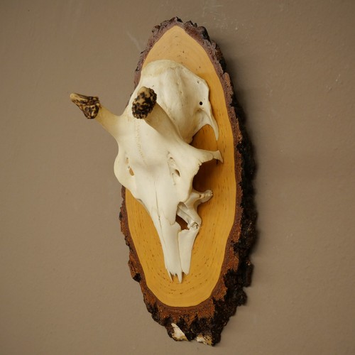 Used damhirsch antler - used,