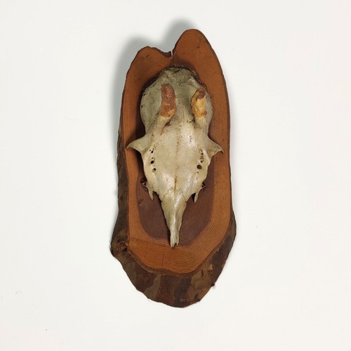 Vintage 1980s mounted roe deer - 1980s,