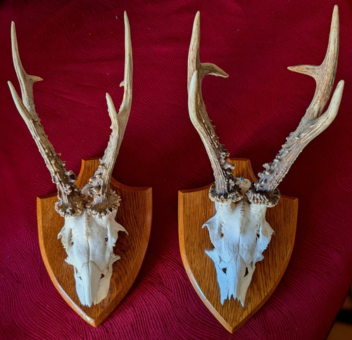 Pair vintage mounted roe - vintage,