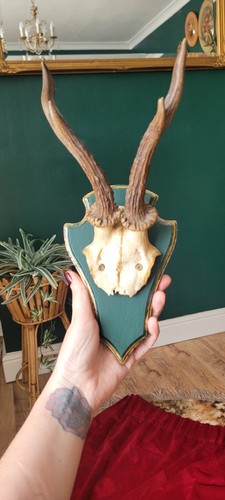 Deer antlers skull taxidermy - &,